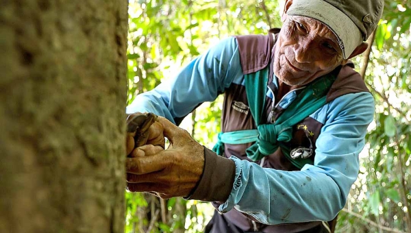 Cadeia da borracha nasce do esforço silencioso na floresta e transforma o extrativismo do Acre em motor global da bioeconomia