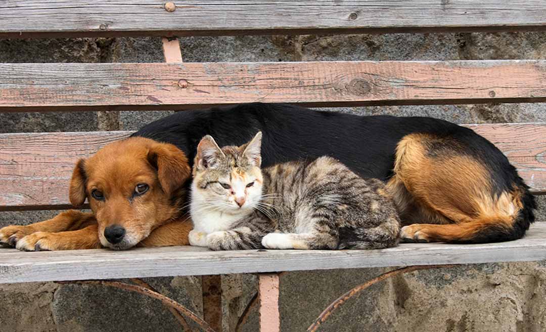 Sociedade Amor a Quatro Patas promove Bazar Beneficente em Rio Branco para quitar dívidas e continuar salvando vidas