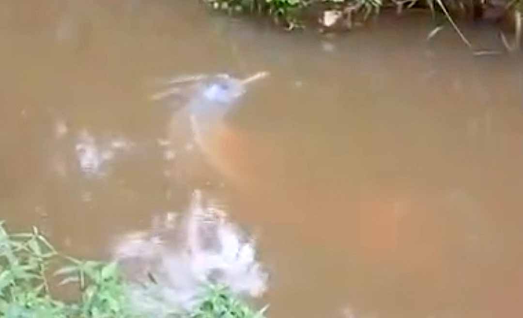Vídeo mostra boto preso em represa de igarapé no interior do Acre; animal fica assustado ao ser importunado