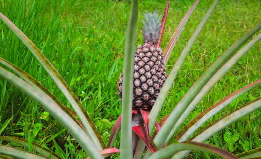 Unidade Penitenciária do município de Tarauacá investe em produção agrícola