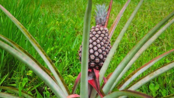 Unidade Penitenciária do município de Tarauacá investe em produção agrícola