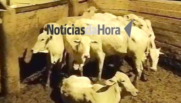 Polícia Militar recupera gado e prende envolvidos em roubo na zona rural de Porto Acre
