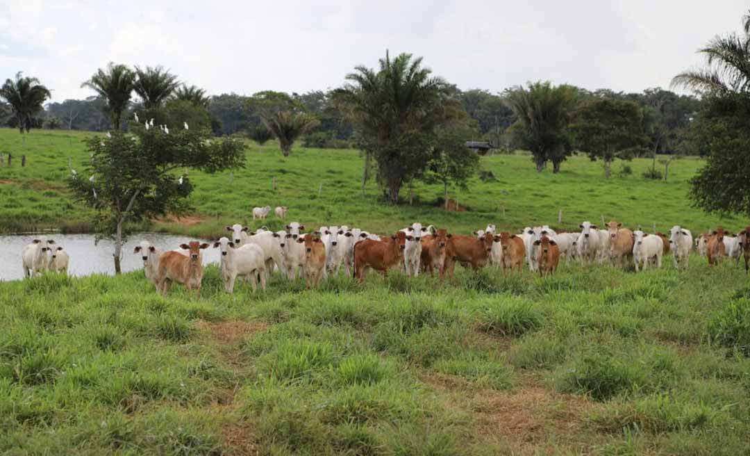 Uso de forrageiras leguminosas nas pastagens aumenta produtividade do rebanho no Acre, confirma pesquisadores