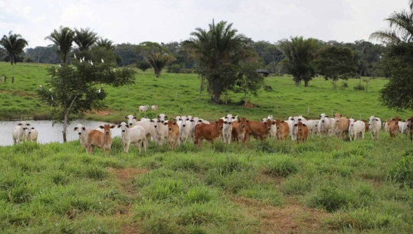 Uso de forrageiras leguminosas nas pastagens aumenta produtividade do rebanho no Acre, confirma pesquisadores