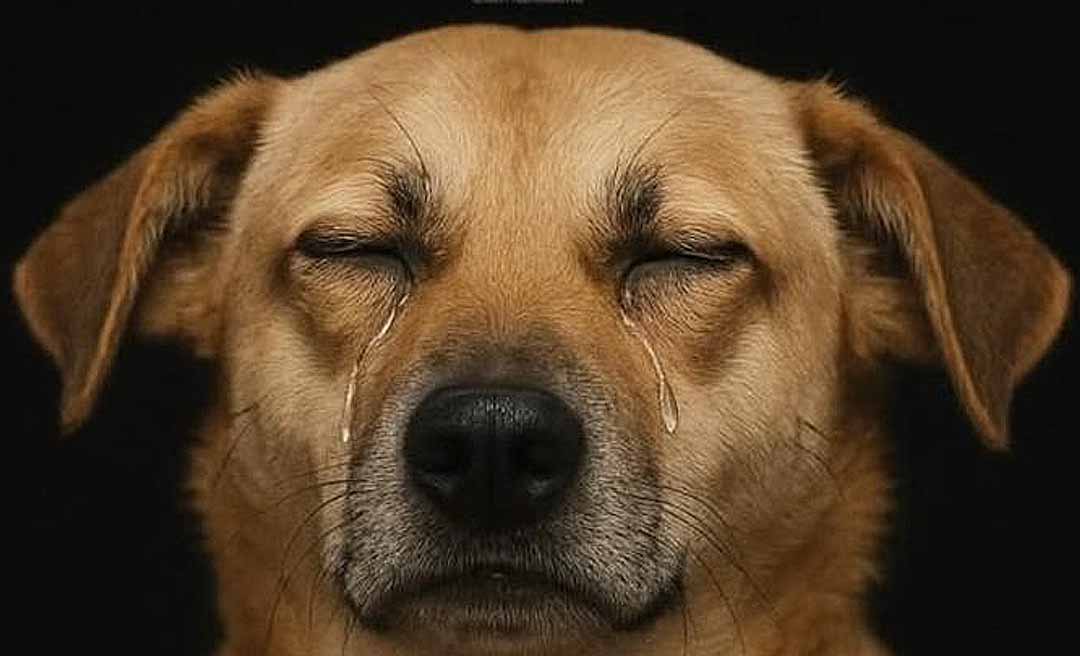 Associação Patinha Carente lança campanha para salvar 21 animais resgatados em Rio Branco: “Isso é um grito de socorro”