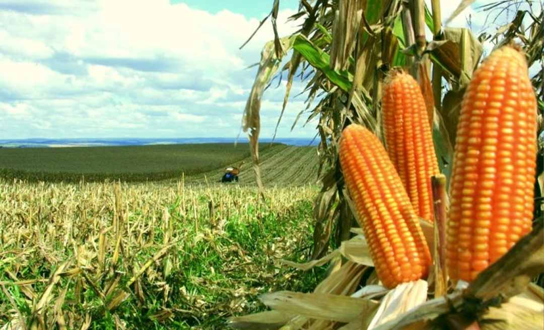 Milho desponta como o principal produto agrícola dos campos acreanos, mostra levantamento