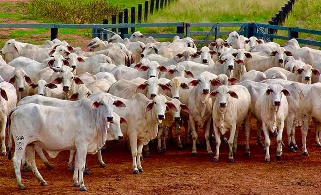 Acre tem uma das maiores médias de bois por habitante do país; Brasiléia lidera rebanho no Estado, aponta IBGE