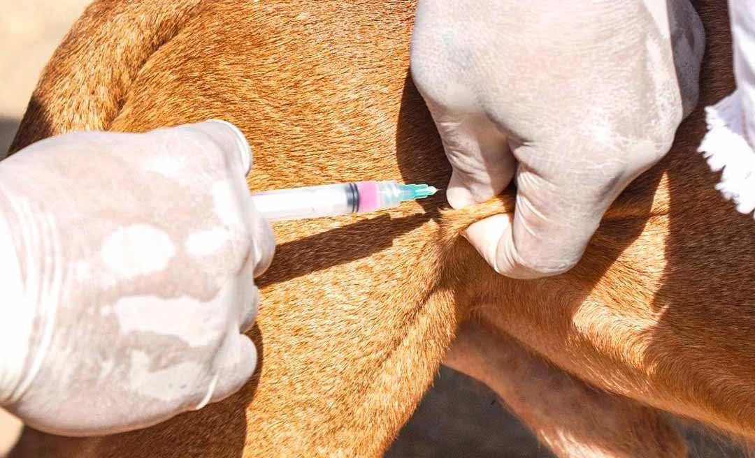 Prefeitura de Rio Branco intensifica vacinação antirrábica e ultrapassa 80% de cobertura em cães e gatos