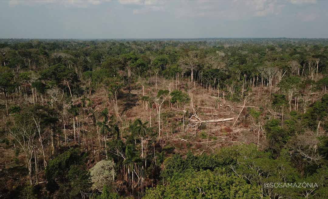 Resex Chico Mendes perdeu 43,5 quilômetros quadrados de floresta em 2024, revela FNSP