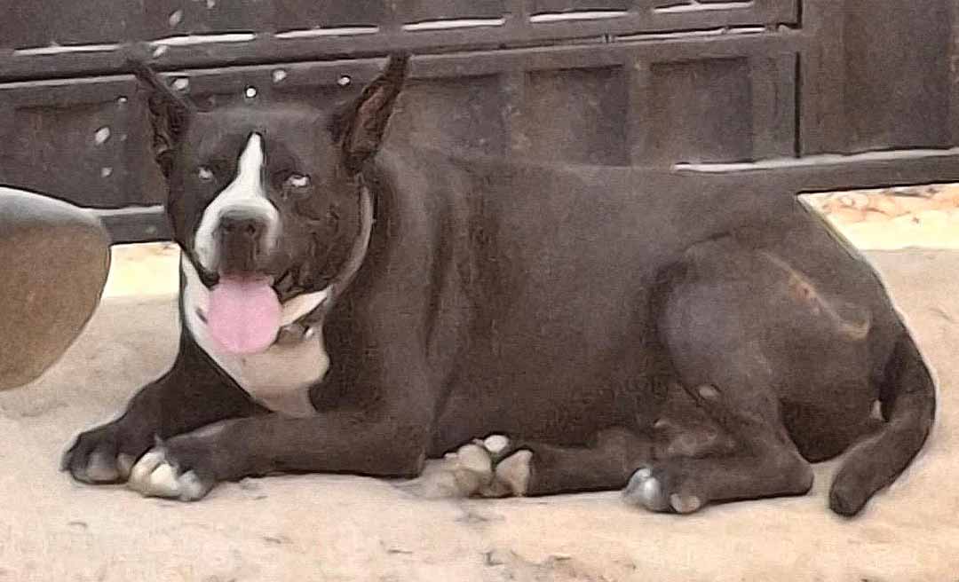 Ajude a encontrar o ‘Negão’: cachorro foge de casa no Portal Amazônia após barulho de fogos durante jogo da Libertadores