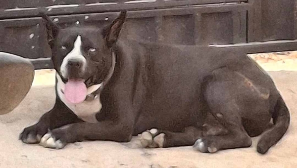 Ajude a encontrar o ‘Negão’: cachorro foge de casa no Portal Amazônia após barulho de fogos durante jogo da Libertadores