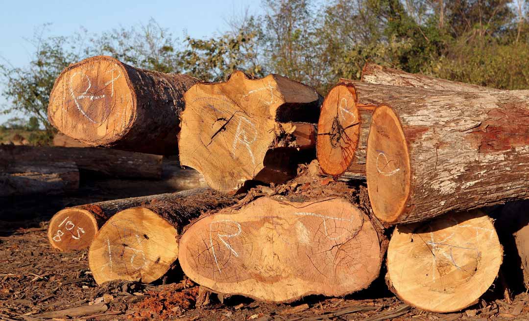 Comercialização de madeiras em toras no Acre movimentou mais de R$ 17,2 milhões