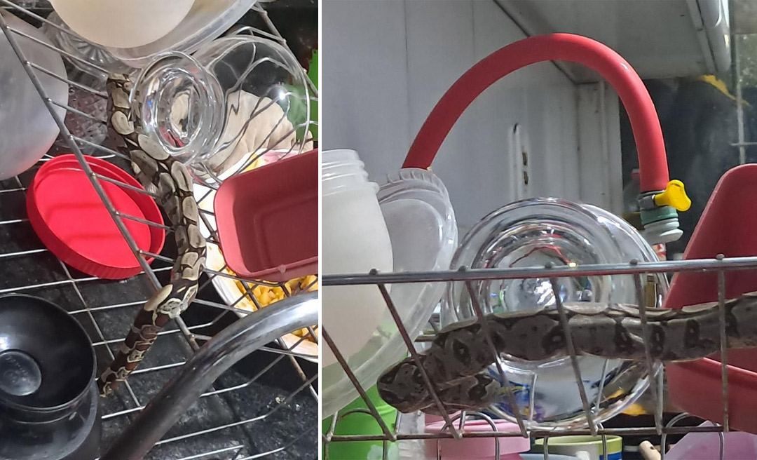 Moradora encontra jiboia dentro de casa e denuncia matagal tomado em bairro de Rio Branco