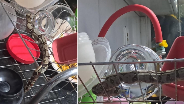 Moradora encontra jiboia dentro de casa e denuncia matagal tomado em bairro de Rio Branco