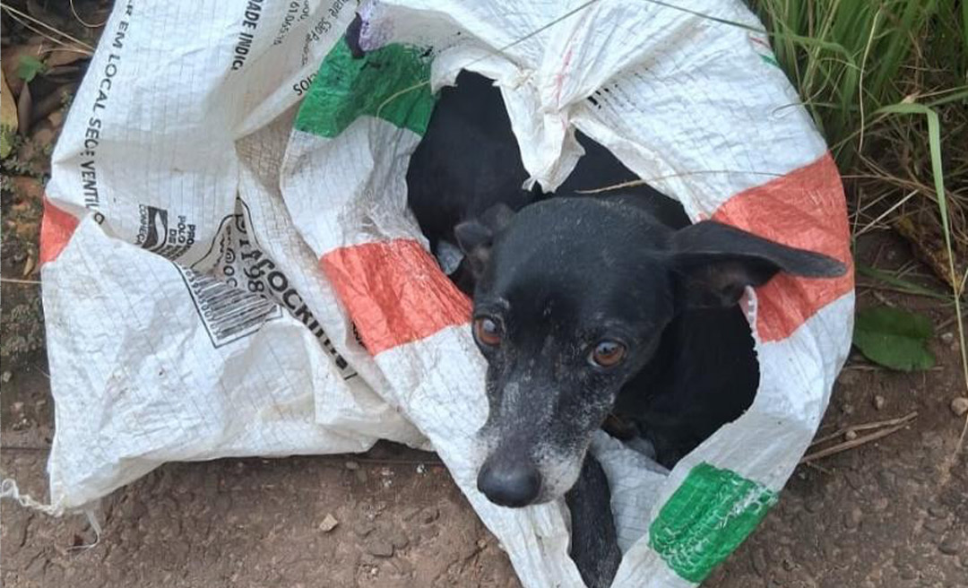 Até onde vai a maldade humana: cachorra idosa é abandonada amarrada na Estrada do Amapá, em Rio Branco