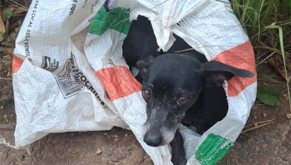 Até onde vai a maldade humana: cachorra idosa é abandonada amarrada na Estrada do Amapá, em Rio Branco