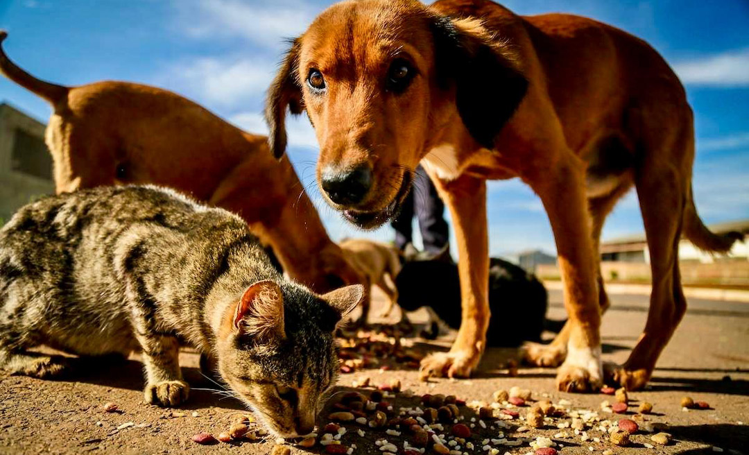 “Estamos no limite”: Associação Patinha Carente pede ajuda para manter cuidados de 25 animais na Capital