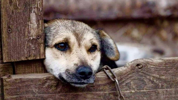 Prefeitura reforça orientações para denúncias de maus-tratos a animais na Capital por meio do site da Semeia