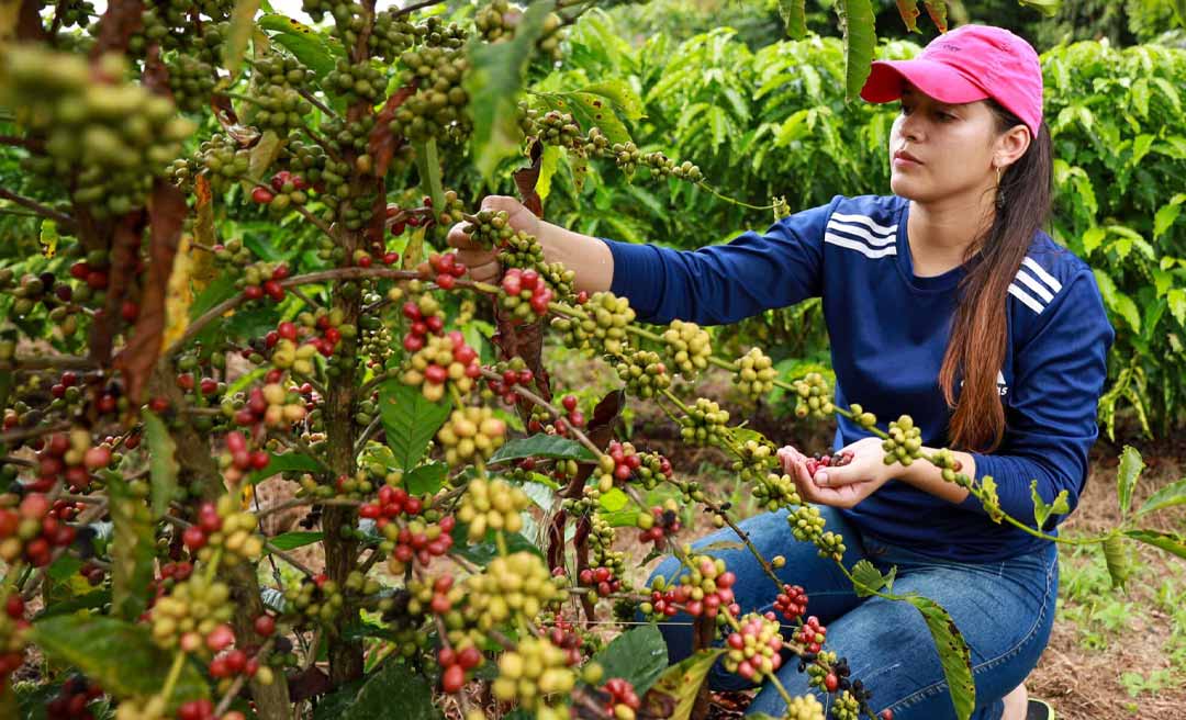 Produção de café dobra em um ano e safra total de grãos de novembro no Acre é estimada em mais de 187 mil toneladas
