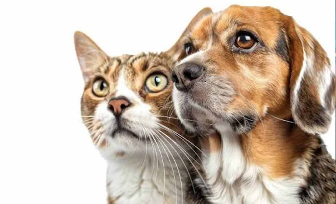 Lei cria campanha Julho Dourado para promover saúde animal e prevenir zoonoses