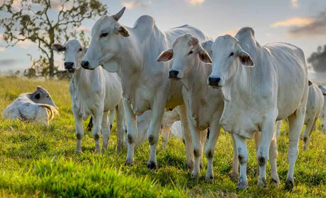 Acre ultrapassa 5,1 milhões de cabeças de gado; Baixo Acre concentra maior rebanho bovino e lidera pecuária no Estado