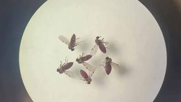 Estudo explica diferença de sintomas entre febre do Oropouche e dengue