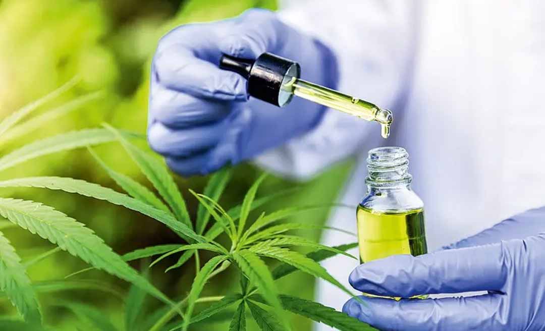 Anvisa regulamenta cultivo de Cannabis com até 0,3% de THC para fins medicinais e de pesquisa no Brasil