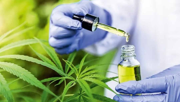 Anvisa regulamenta cultivo de Cannabis com até 0,3% de THC para fins medicinais e de pesquisa no Brasil