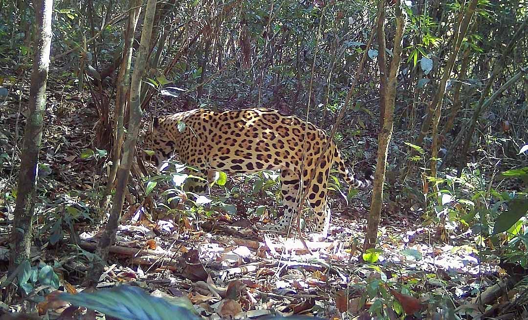 Onça-pintada é vista por pesquisadores durante caçada inédita na Estação Ecológica Rio Acre