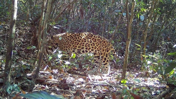 Onça-pintada é vista por pesquisadores durante caçada inédita na Estação Ecológica Rio Acre