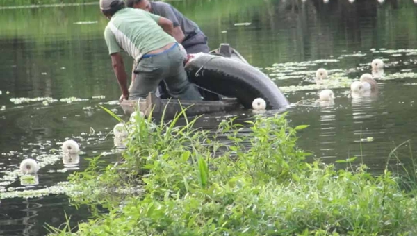 Sem entregar relatório no prazo, mais 8 mil pescadores do Acre ficam de fora do pagamento do primeiro lote do seguro-defeso; apenas 150 vão receber
