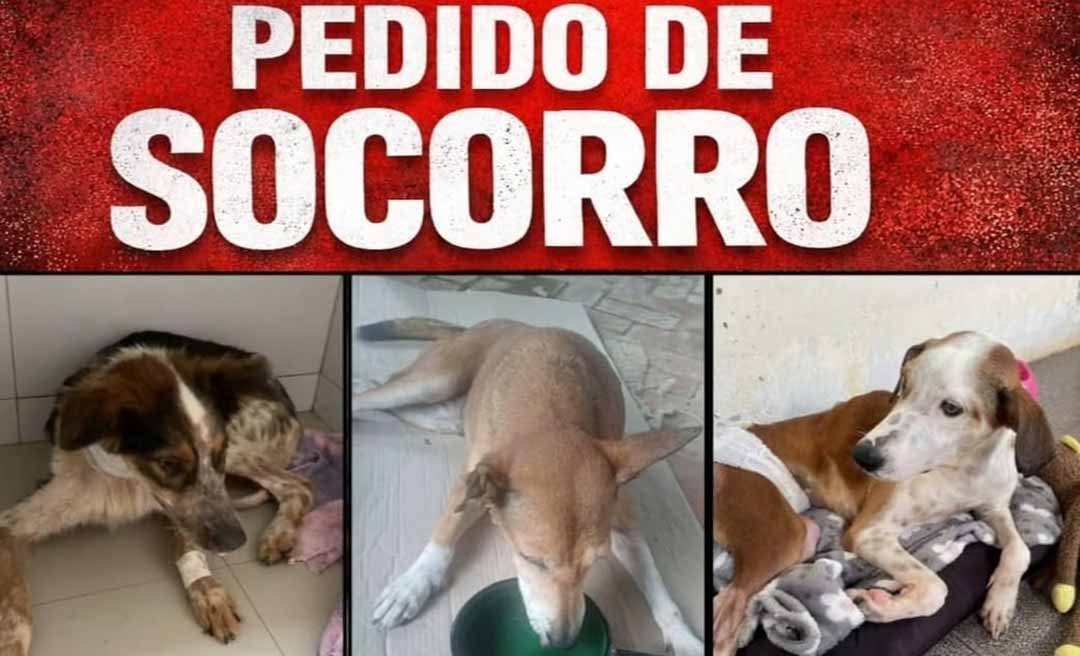 Associação Patinha Carente faz apelo urgente por doações para manter cuidados de animais resgatados
