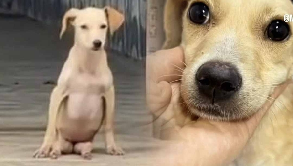 Abandonada como objeto, filhotinha com deficiência emociona internautas e mobiliza corrente de amor na capital