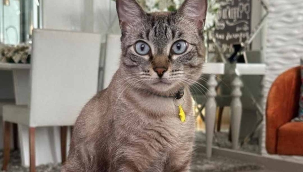 Procura-se o “Brad”: desaparecimento de gato mobiliza moradores e família oferece recompensa em Rio Branco