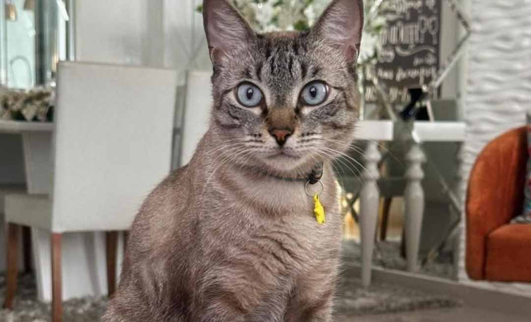 PROCURA-SE BRAD Image