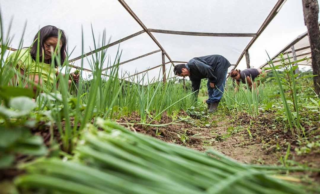 Sem produção suficiente, Acre não aparece em lista nacional de bônus para agricultura familiar do Pronaf