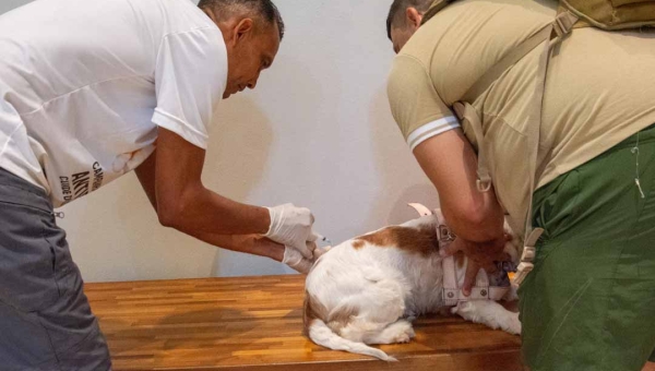 Prefeitura realiza vacinação antirrábica neste fim de semana em alusão ao Dia Nacional dos Animais