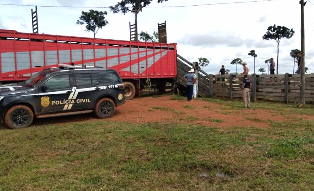 Ação conjunta entre PRF e as polícias do Acre e do Amazonas recupera mais de 40 cabeças de gado