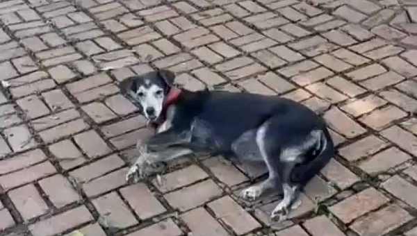 Encontrada no Parque da Maternidade, cadela idosa pode ter sido abandonada ou fugido do tutor, diz fotógrafa que a resgatou
