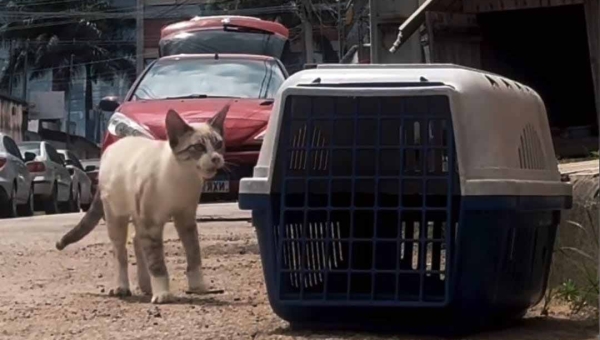 Gato vítima de agressão na Capital é internado e ativista pede ajuda para custear tratamento: "Chutado tão forte que quebrou a patinha"