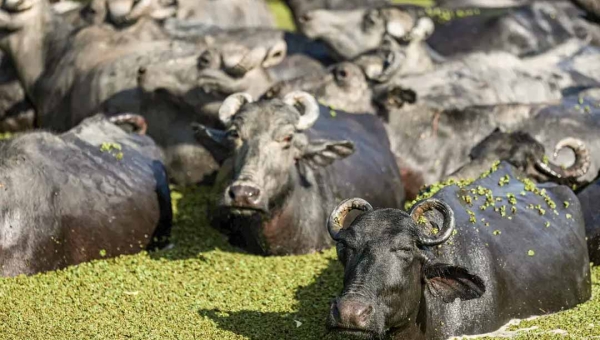 Acre cria programa e prepara Estado para implementar a rastreabilidade dos rebanhos de bovino e búfalos