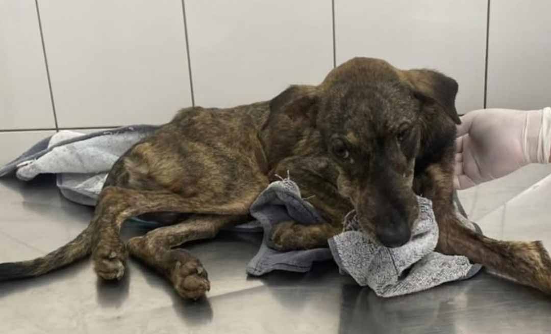 Cão Rodolfo mobiliza corrente de solidariedade em Rio Branco após ser resgatado em estado crítico