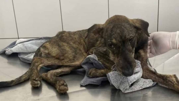 Cão Rodolfo mobiliza corrente de solidariedade em Rio Branco após ser resgatado em estado crítico