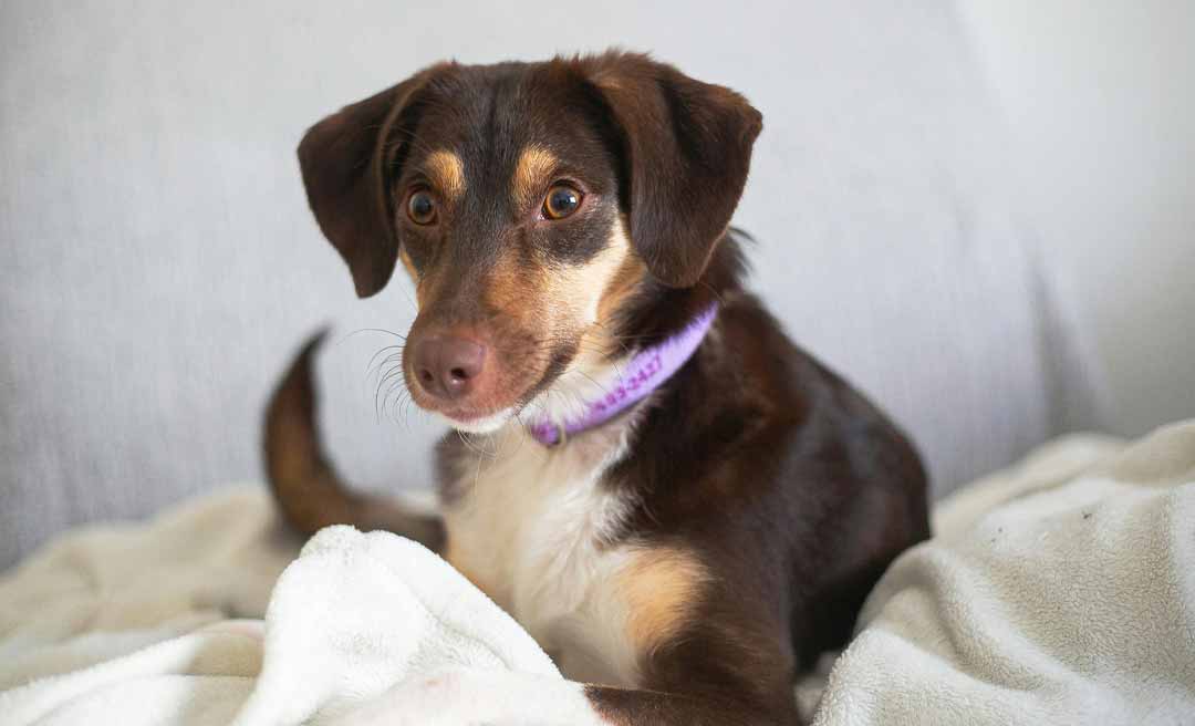 Como lavar e cuidar de um cobertor para cachorro: dicas para higiene e durabilidade