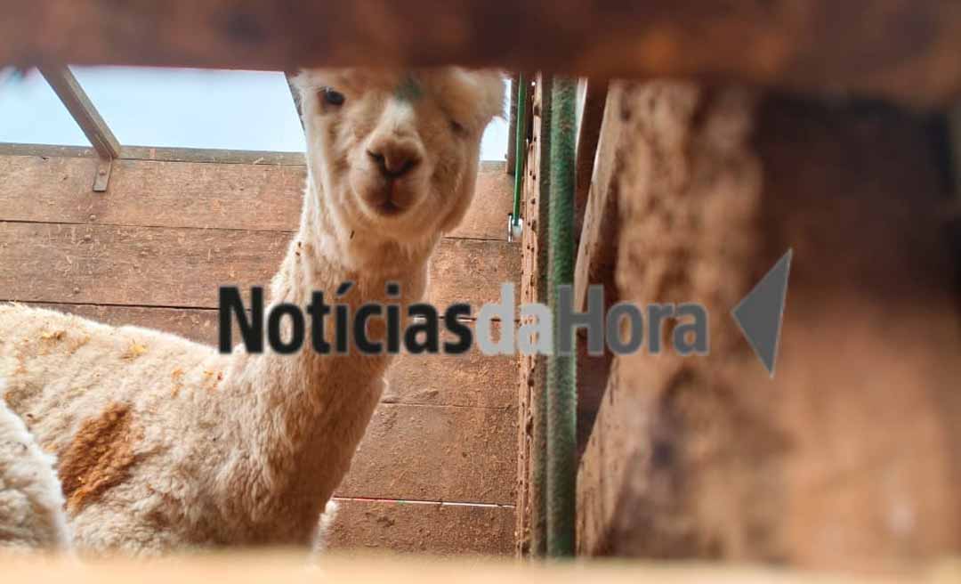 Caminhão com lhamas sem documentação é interceptado após fugir de fiscalização no Posto Tucandeira