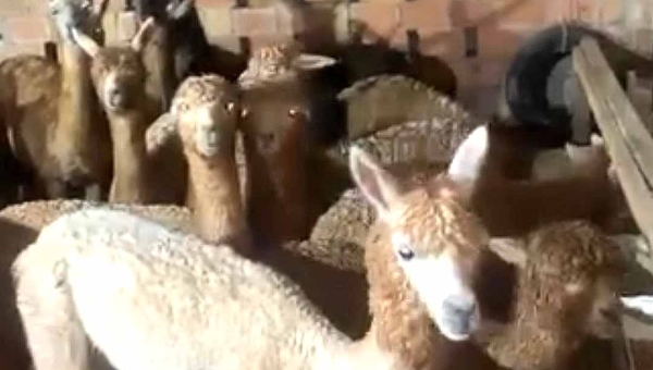Dono de lhamas apreendidas no Acre nega tráfico de animais e afirma que carga possui origem legal