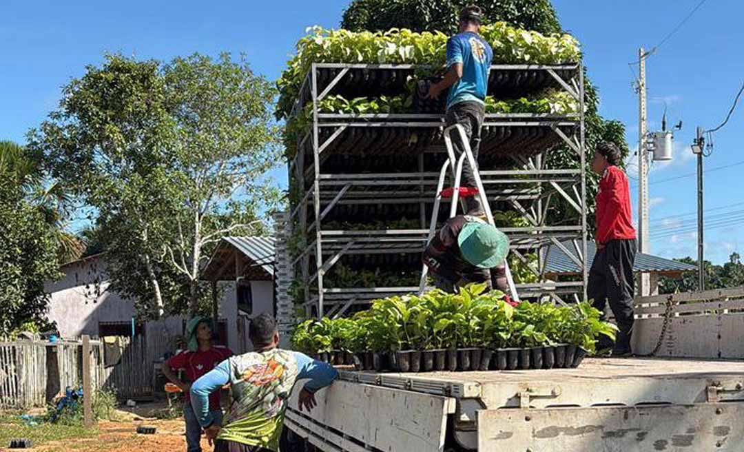 Prefeitura de Cruzeiro do Sul entrega mais de 39 mil mudas de café e fortalece agricultura familiar