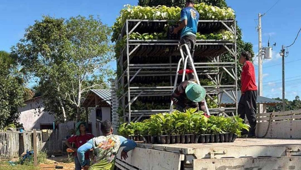 Prefeitura de Cruzeiro do Sul entrega mais de 39 mil mudas de café e fortalece agricultura familiar