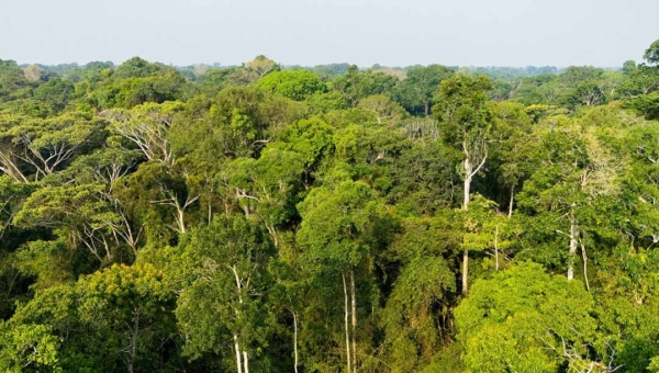 Acre reduz desmatamento em 43,6% em 2025 e registra uma das maiores quedas do país, aponta MapBiomas