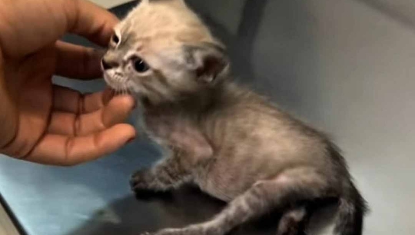 “Ele não tinha ninguém para tentar por ele”: ativista faz campanha para salvar gatinho que seria submetido à eutanásia em Rio Branco